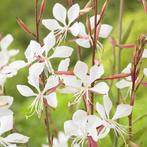 Gaura, Tuin en Terras, Ophalen of Verzenden, Vaste plant