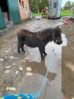 Veulentje, Dieren en Toebehoren, Pony's, Gechipt, 0 tot 2 jaar, Hengst, A pony (tot 1.17m)