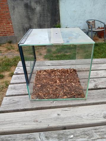 Terrarium vogelspin, jonge slangetjes etc beschikbaar voor biedingen