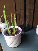 Cactusjes in witte stenen pot, Ophalen of Verzenden