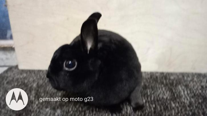 Rex dwerg in zwart( komt uit dalmatiner nest), Dieren en Toebehoren, Konijnen, Dwerg