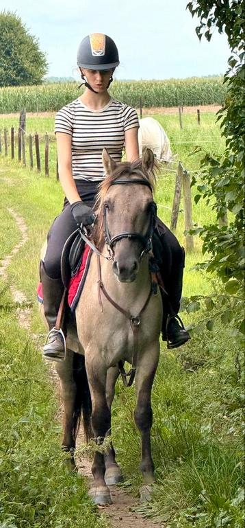 Betuigde en bereden D pony beschikbaar voor biedingen