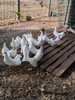 Pauwstaart duifjes, Dieren en Toebehoren, Pluimvee
