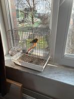 Métis mal ( canari-chardonneret), Ophalen, Zo goed als nieuw