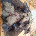 Een mooie winterjas, Kleding | Dames, Ophalen