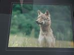 2 mooie gesigneerde ingekaderde natuurfoto's ve jonge wolf, Foto of Poster, Zo goed als nieuw, 50 tot 75 cm, 50 tot 75 cm
