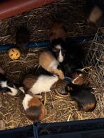Cavia mannetjes te koop, Animaux & Accessoires, Rongeurs, Mâle, Domestique, Septembre, Cobaye