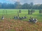 Dwalp Toulouse ganzen van 2025, Dieren en Toebehoren, Pluimvee, Meerdere dieren, Gans of Zwaan