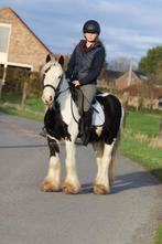 superbrave en fijn gereden Tinker, Dieren en Toebehoren