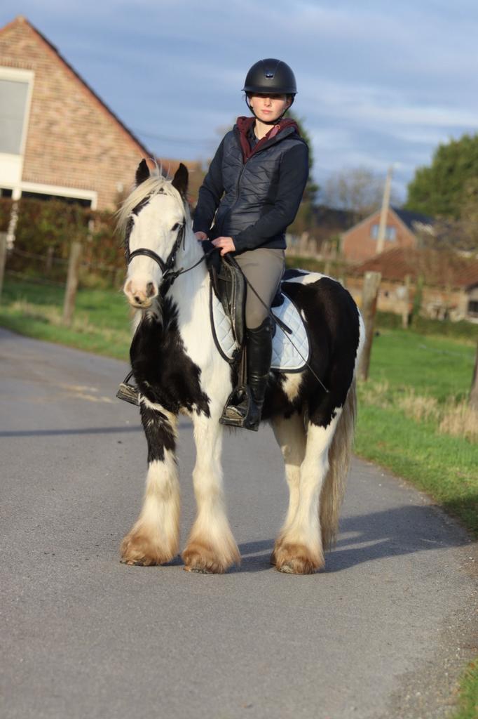 superbrave en fijn gereden Tinker, Dieren en Toebehoren, Pony's