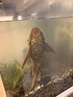 Zuignapharnasmeerval, Dieren en Toebehoren, Vissen | Aquaria en Toebehoren, Ophalen