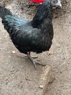 Vershilende rassen Kippen en kwartels, Dieren en Toebehoren, Pluimvee, Kip
