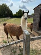 Lama merie te koop, Dieren en Toebehoren, April, Vrouwelijk
