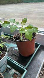 gele kerstomaatjes, Tuin en Terras, Planten | Tuinplanten, Ophalen, Groenteplanten, Eenjarig, Halfschaduw