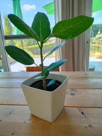 Ficus rubberplant, nu 45 cm hoog. Wordt nog goed groot. Zeer beschikbaar voor biedingen