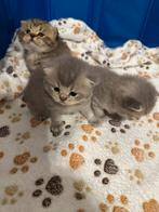Britse korthaar kittens, Dieren en Toebehoren, Katten en Kittens | Raskatten | Korthaar, Kater, Gechipt, 0 tot 2 jaar