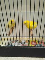 Kanaries, Dieren en Toebehoren, Vogels | Kanaries