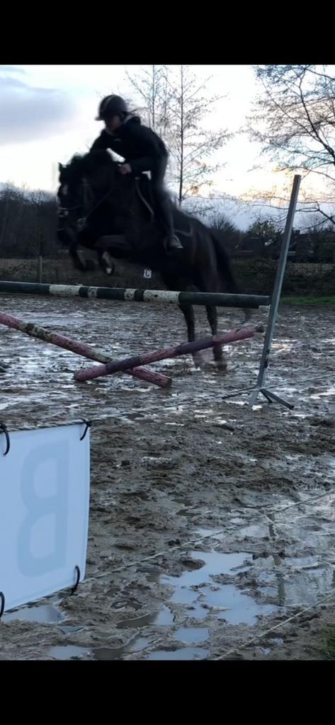 Allround c-pony, Dieren en Toebehoren, Pony's, Merrie, B, C pony (1.27m tot 1.37m), Recreatiepony, 11 jaar of ouder, Met stamboom