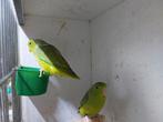 Forpus groenstuit, Dieren en Toebehoren, Meerdere dieren, Dwergpapegaai of Agapornis, Geringd