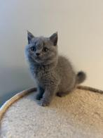 Britse korthaar kitten, Dieren en Toebehoren, Katten en Kittens | Raskatten | Korthaar, Poes, Gechipt, 0 tot 2 jaar
