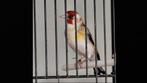 Distelvink Man, Dieren en Toebehoren, Vogels | Overige Vogels