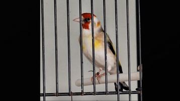 Distelvink Man