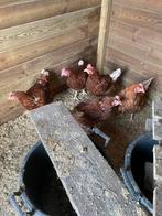 Legkippen te koop, Dieren en Toebehoren, Vrouwelijk, Kip