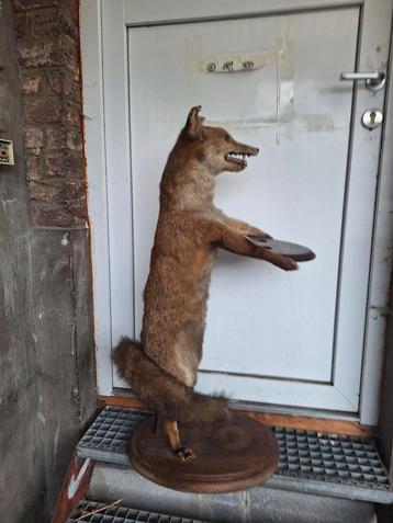 vintage genaturaliseerde/opgezette vos op basis

 beschikbaar voor biedingen