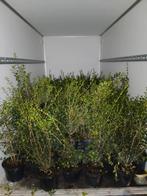 ‼️haagplanten aan promoprijzen ‼️, Tuin en Terras, Planten | Struiken en Hagen, Ophalen, Taxus