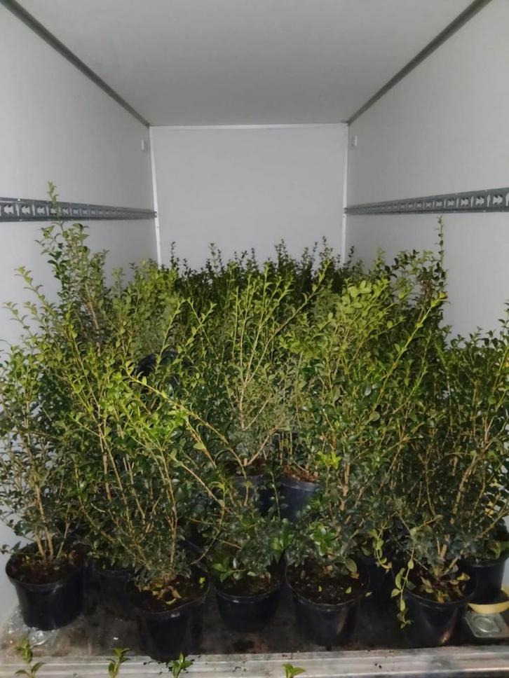 ‼️haagplanten aan promoprijzen ‼️, Tuin en Terras, Planten | Struiken en Hagen, Taxus, Ophalen