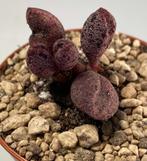 Adromischus Marianiae Silver Fontein, Huis en Inrichting, Kamerplanten, Minder dan 100 cm, Verzenden, Vetplant