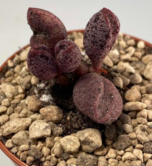 Adromischus Marianiae Silver Fontein, Huis en Inrichting, Kamerplanten, Vetplant, Minder dan 100 cm, Verzenden