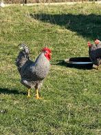 Amrock groothoender broedeieren, Dieren en Toebehoren, Pluimvee