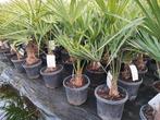 Winterharde palmbomen Trachycarpus fortunei, In pot, Minder dan 100 cm, Lente, Volle zon