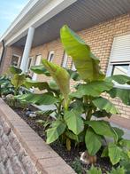 Bananenplanten, Tuin en Terras, Ophalen