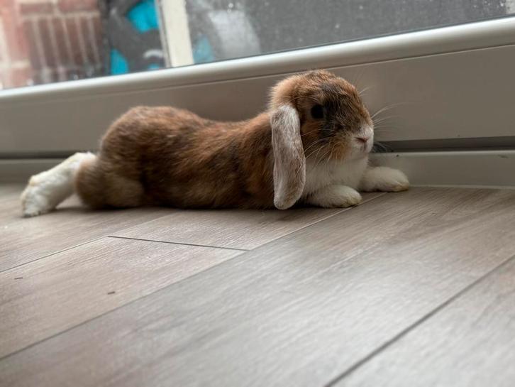 DRINGEND 2 rammelaars te koop bruin/grijs, Dieren en Toebehoren, Konijnen, Mannelijk, 0 tot 2 jaar, Hangoor