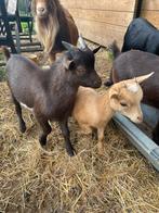 Black and tan dwerggeitjes, Meerdere dieren, Geit, 0 tot 2 jaar