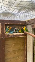 Personatas, Dieren en Toebehoren