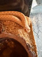 Albino haakneusslang