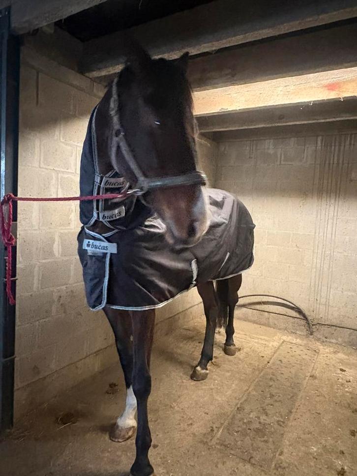 Bucas Smartex Extra + hals, Dieren en Toebehoren, Paarden en Pony's | Dekens en Dekjes, Gebruikt, Deken, Ophalen