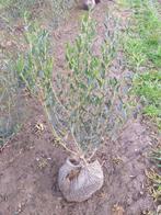 Phillyrea angustifolia/steenlinde, Ophalen