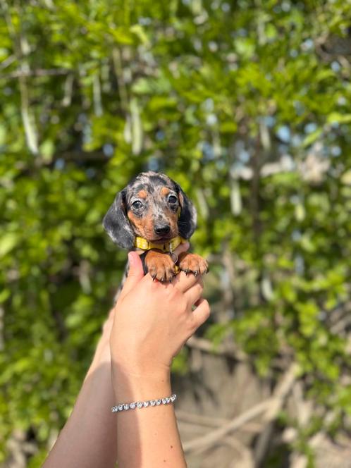 Prachtige dwergteckel pups, Dieren en Toebehoren, Honden | Teckels en Dashonden, Meerdere dieren, Korthaar, Dwerg, Fokker | Professioneel