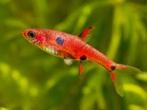 Hobbyaquarium  Boraras maculatus – Dwergrasbora 1,95 euro, Vis, Zoetwatervis, Schoolvis