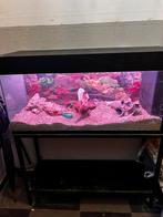 Grote aquarium, Dieren en Toebehoren, Ophalen, Gebruikt, Leeg aquarium