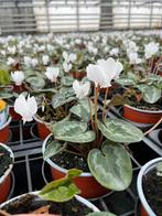 Cyclamen wit, Tuin en Terras, Planten | Tuinplanten, Ophalen, Bodembedekkers, Vaste plant, Halfschaduw