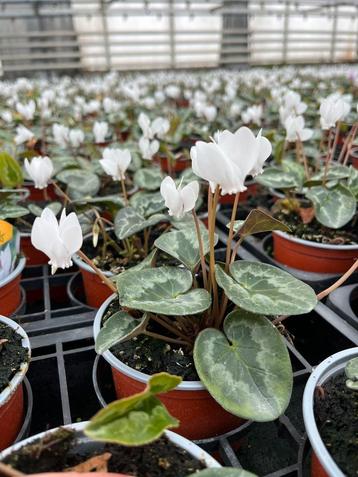 Cyclamen wit beschikbaar voor biedingen