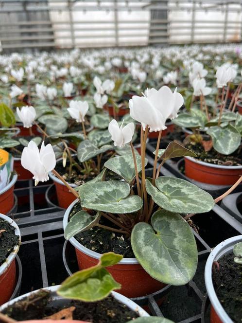 Cyclamen wit, Tuin en Terras, Planten | Tuinplanten, Vaste plant, Bodembedekkers, Halfschaduw, Herfst, Ophalen
