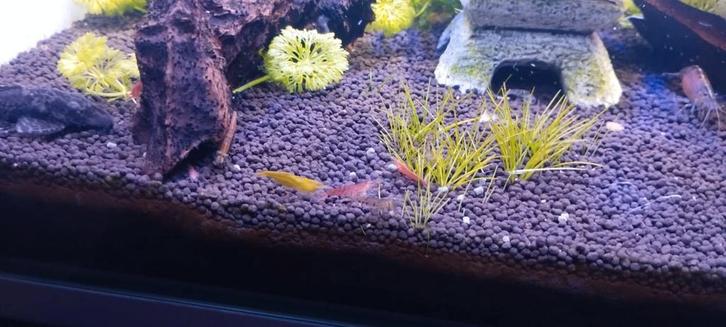 Mooie mix van garnaaltjes te koop, Dieren en Toebehoren, Vissen | Aquariumvissen, Zoetwatervis, Kreeft, Krab of Garnaal, Schoolvis
