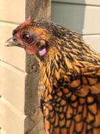 Sebright, Dieren en Toebehoren, Mannelijk, Kip