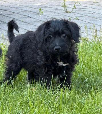 Schnoodle dwergschnauzer x toy poedel.reu mag verhuizen, België, Fokker | Hobbymatig, 8 tot 15 weken, CDV (hondenziekte)